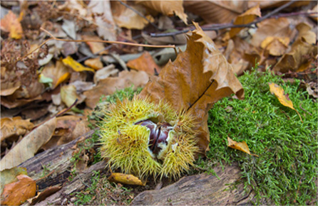 在线永久免费轰炸电话